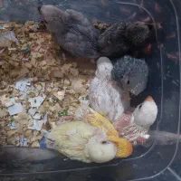 برزیلی سرلاکی