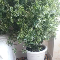 گل طبیعی وشاداب