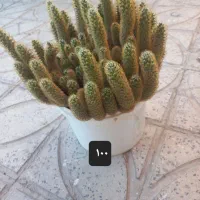 گل طبیعی|گل و گیاه طبیعی|ایوان, |دیوار