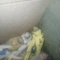 جوجه مرغ عشق|پرنده|یزد, |دیوار