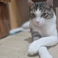 گربه نر عقیم شده گمشده|حیوانات|رشت, جانبازان|دیوار