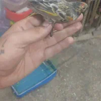 جوجه و سر|پرنده|خرم‌آباد, |دیوار