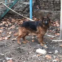 سگ ژرمن شپرد شولاین کینگ ماده