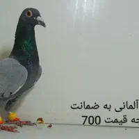 20عدد کبوترماده پلنگ و گراف|پرنده|مشهد, پنجتن|دیوار