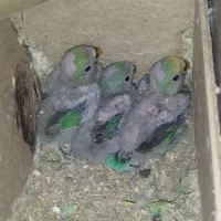 کوتوله