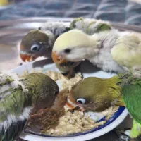 جوجه طوطی کوتوله برزیلی سرلاکی نرمه خور