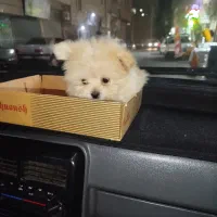 پامر خرسی|سگ|نسیم‌شهر, |دیوار