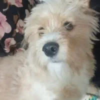 سگ نر