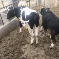 فروش گاو|حیوانات مزرعه|بکتاش, |دیوار