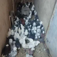 تعداد زیادی کفتر به فروش می‌رسد