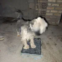 حیوانات|سگ|گنبد کاووس, |دیوار