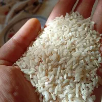 برنج هاشمی سرلاشه|خوردنی و آشامیدنی|رشت, شهریاران|دیوار