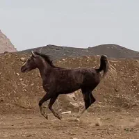 فروش اسب کرد|اسب و تجهیزات اسب‌سواری|نطنز, |دیوار