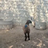 ۳ راس بره ماده ، سالم و سرحال|حیوانات مزرعه|گنبد کاووس, |دیوار