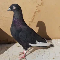 کبوترای اصیل قیمت تومتن نوشتم بخانید|پرنده|هشتگرد, ینگی امام|دیوار