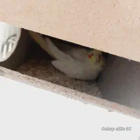 دو جفت عروس هلندی. باقفس . معاوضه با قناری|پرنده|فولادشهر, B5|دیوار