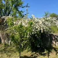 زمین ،مسکونی ،