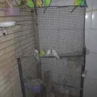 مرغ عشق همه رنگه|پرنده|طبس, |دیوار