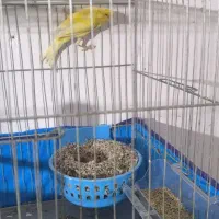 قناری ماده|پرنده|ابریشم, |دیوار