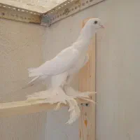 کبوتر کفتر پاپر|حیوانات|تبریز, |دیوار