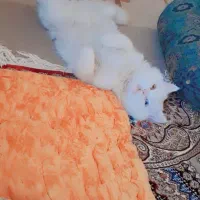 گربه پرشین دوچشم