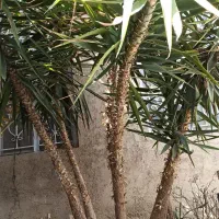 یوکا تنه دار ۵ شاخه بلندی ۳متر|گل و گیاه طبیعی|شیراز, شاپورجان|دیوار