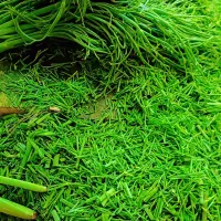 چویل خشک|خوردنی و آشامیدنی|لوداب, |دیوار
