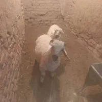 بره نر ماده فروشی خوش قیمت