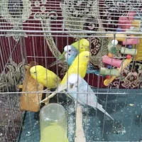 پرنده فروشی