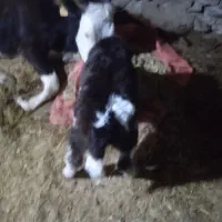 گاوافتاد‌جوان