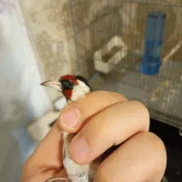 سهره نر چونه سفید|پرنده|تهران, هفت چنار|دیوار