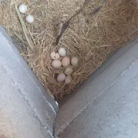 مرغ کرک با ۳۵تا تخم|حیوانات مزرعه|جغین, |دیوار