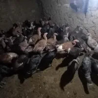 حیوانات بوقلمون اصل|حیوانات مزرعه|دره رود, |دیوار