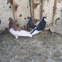 سه تا شهری زرنگ|پرنده|شیراز, شهرک مهرگان|دیوار