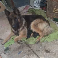 فروش توله های ژرمن بلک سالم و سرحال