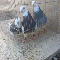 طوقی کلای پالخت