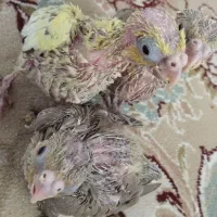 جوجه عروس هلندی سرلاکی