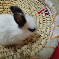 بچه خرگوش کیوت