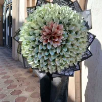 گلهای جاودان،بوکت پروانه،بوکت تدی،باکس پول ارایی|گل مصنوعی|خوی, |دیوار