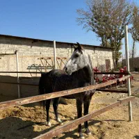 اسب|اسب و تجهیزات اسب‌سواری|بشاریات, |دیوار