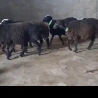 قوچ هترو و بره قوچی هترو با فنوتیپ درجه یک
