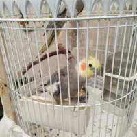 ی جفت عروس هلندی دستی سخنگو