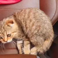 گربه اسکاتیش فولد