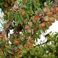 نهالستان انواع رقم گردو و بادام پربار پالیز|خدمات باغبانی و درختکاری|شهرکرد, |دیوار