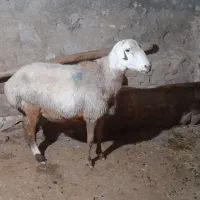 قوچ نژاد مهربان