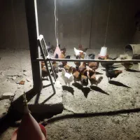 مرغ محلی تخمگذار ضمانتی|حیوانات مزرعه|فامنین, |دیوار