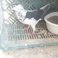 کفتر یک کن سیاه