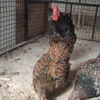 تخم نطفه دار  و جوجه برهما .ویاندوت و گلین|حیوانات مزرعه|سبزوار, صالح آباد|دیوار