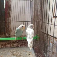 مرغ عشق معاوضی