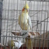جفت عروس هلندی لوتینو